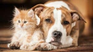 Hund und Katze richtig versichern mit der Haustierversicherung